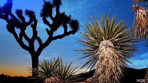 California’s big bloom aids seed collectors as climate change and wildfires threaten desert species